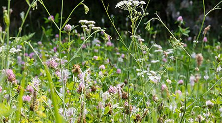 gegen Allergie und Heuschnupfen